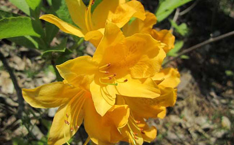 鬧羊花